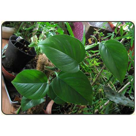 Scindapsus - Epipremnum pinnatum
