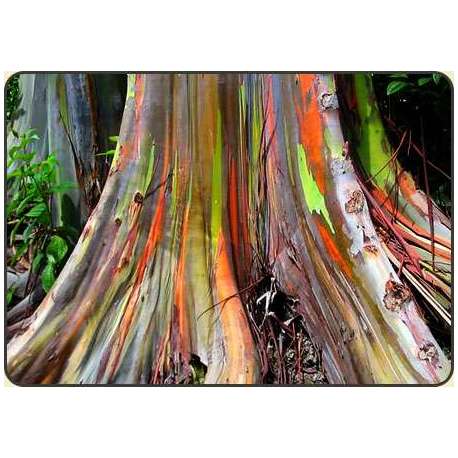 Eukaliptus tęczowy (Eucalyptus deglupta)